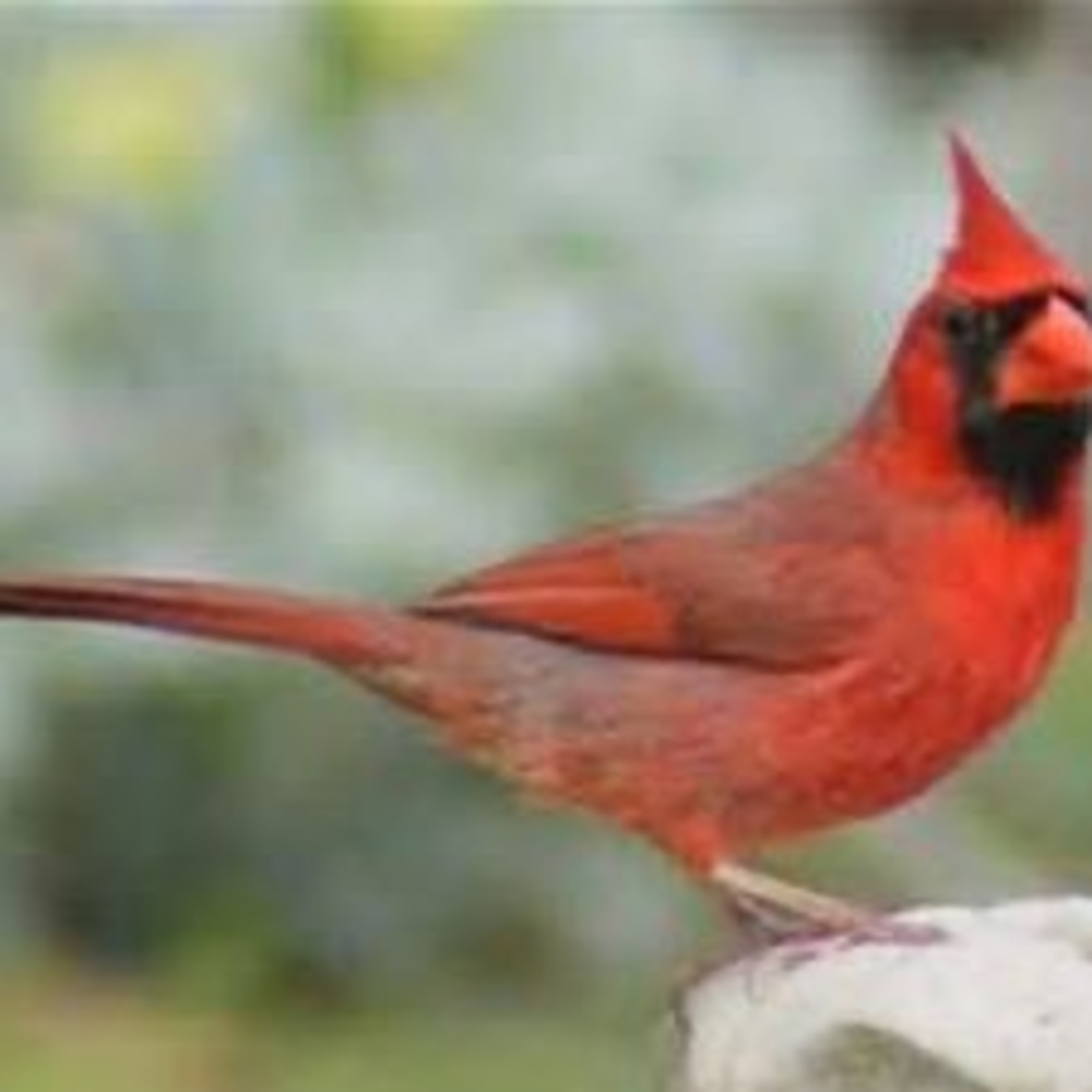 Meet your Posher, Glojo